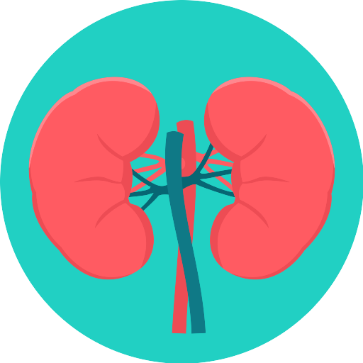 kidneys kidney vector svg icon 8 png repo free png icons kidneys kidney vector svg icon 8