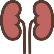 Kidneys Kidney PNG Icon