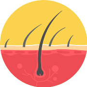 Hair Skin PNG Icon