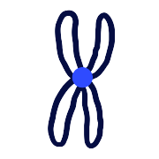 Chromosome PNG Icon